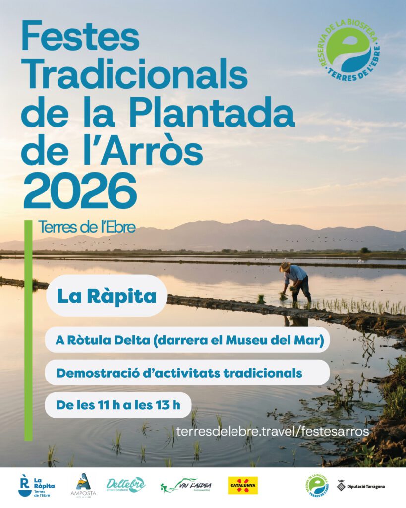 plantada arròs